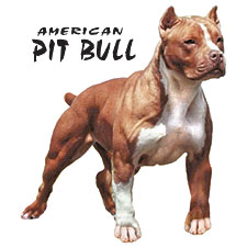 pit bull